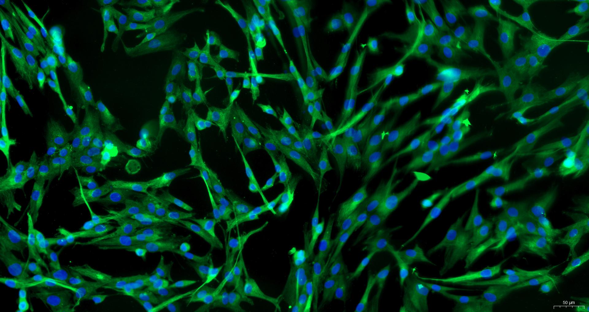 Primary Rabbit Pulmonary Fibroblasts (PF)