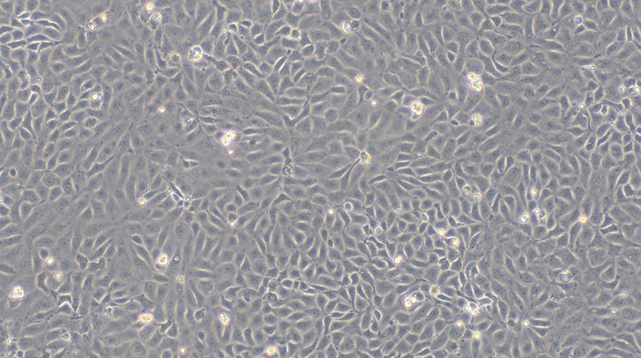 Primary Mouse Endometrial Epithelial Cells (EEC)