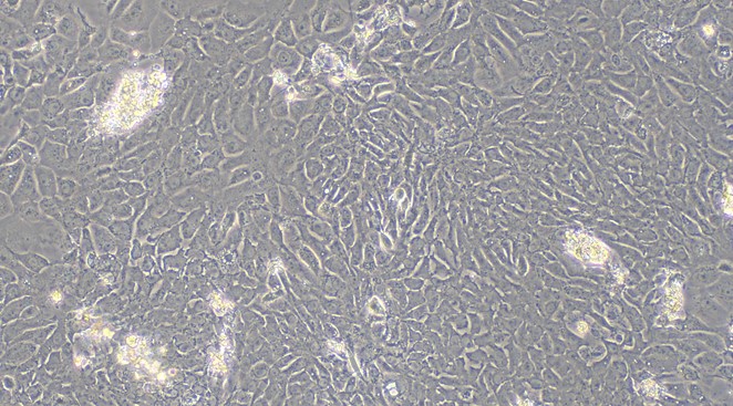 Primary Rat Endometrial Epithelial Cells (EEC)