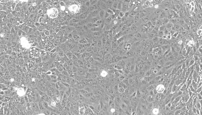Primary Rabbit Endometrial Epithelial Cells (EEC)