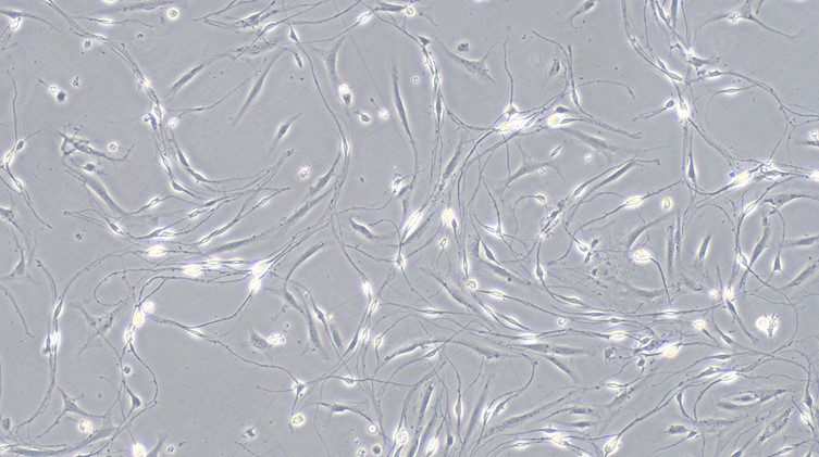 Primary Canine Schwann Cells (SC)