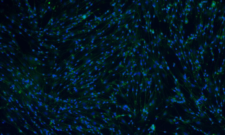 Primary Mouse Schwann Cells  (SC)