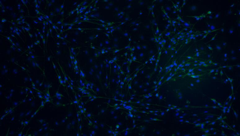 Primary Rat Schwann Cells (SC)