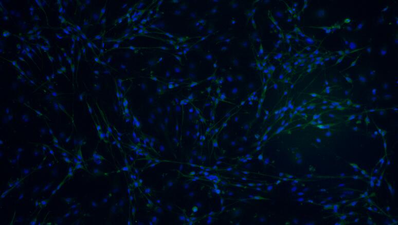 Primary Rat Schwann Cells  (SC)