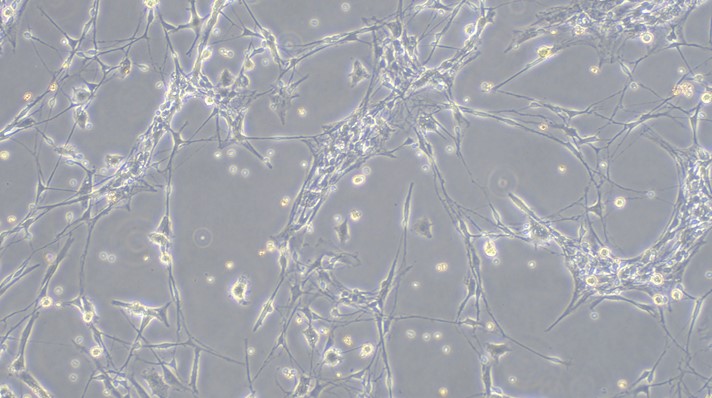Primary Rabbit Schwann Cells  (SC)