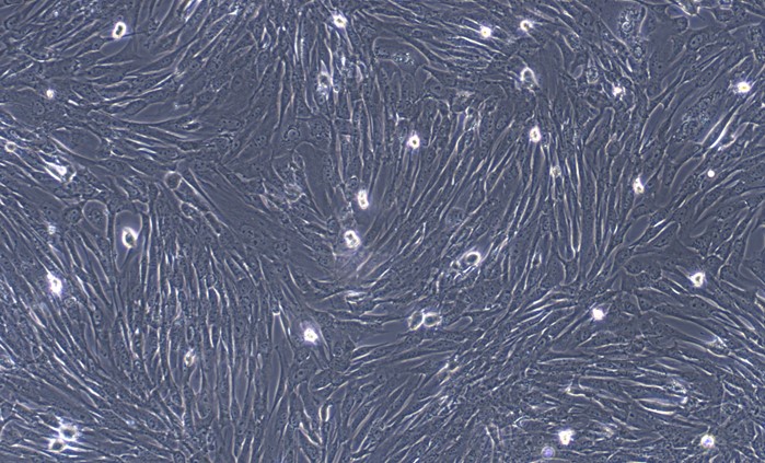 Primary Cavia Uterine Smooth Muscle Cells (USMC)