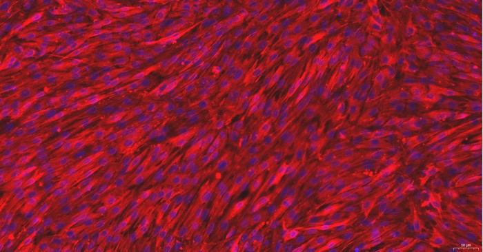 Primary Feline Meningeal Cells (MC)