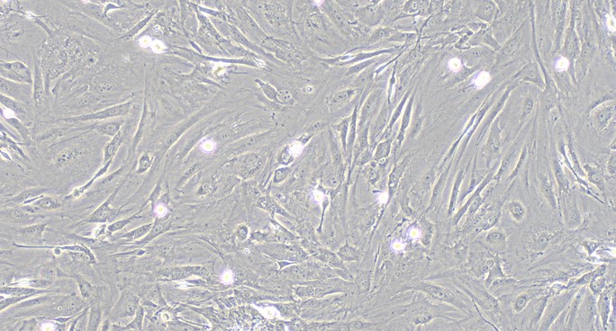 Primary Mouse Meningeal Cells (MC)