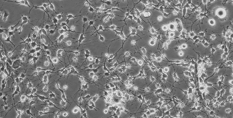 Primary Rat Microglia Cells (MC)