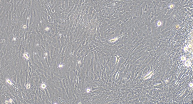 Primary Rat Corneal Fibroblasts (CF)
