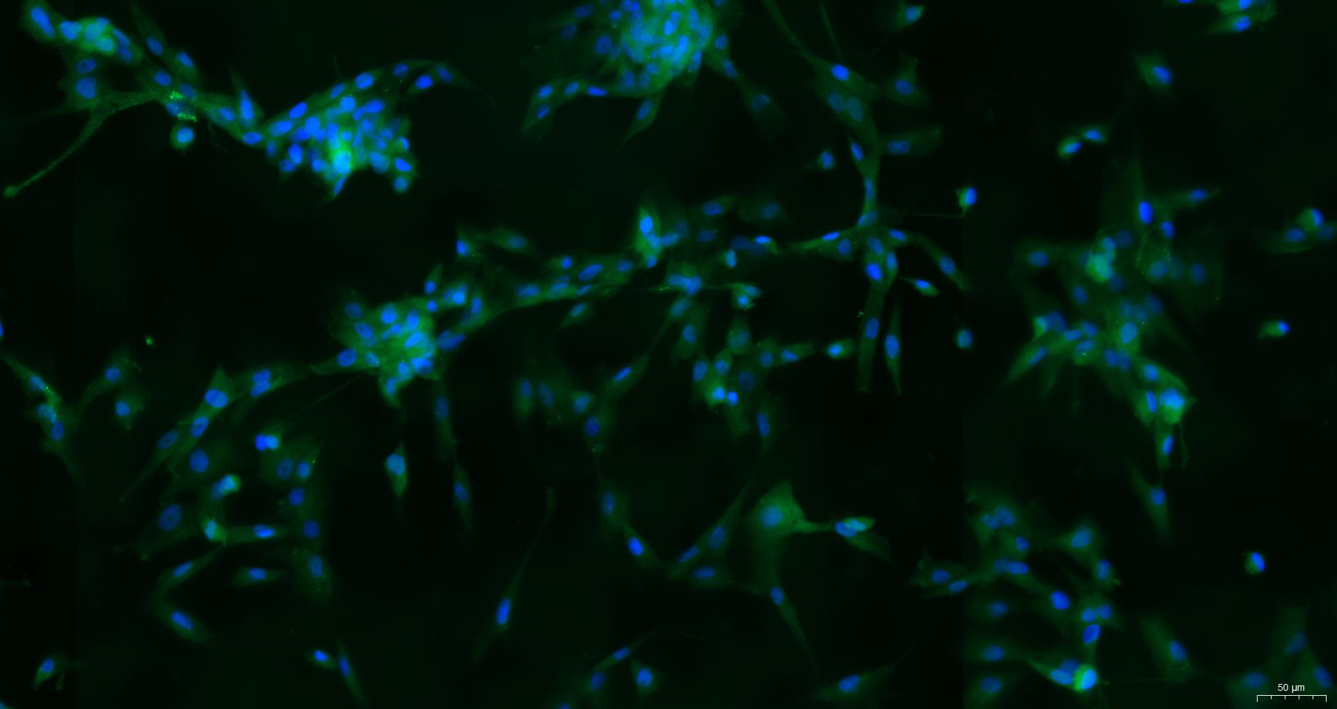 Primary Canine Skeletal Muscle Cells (SkMC)