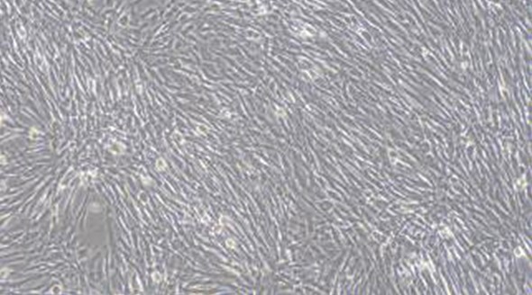 Primary Feline Skeletal Muscle Cells (SkMC)