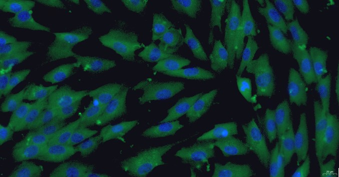 Primary Cavia Skeletal Muscle Cells (SkMC)