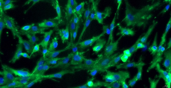 Primary Feline Renal Tubular Epithelial Cells (RTEC)