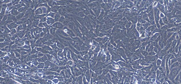 Primary Porcine Renal Tubular Epithelial Cells (RTEC)