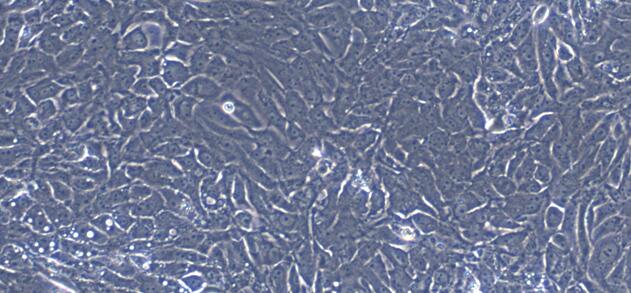 Primary Porcine Renal  Tubular Epithelial Cells (RTEC)