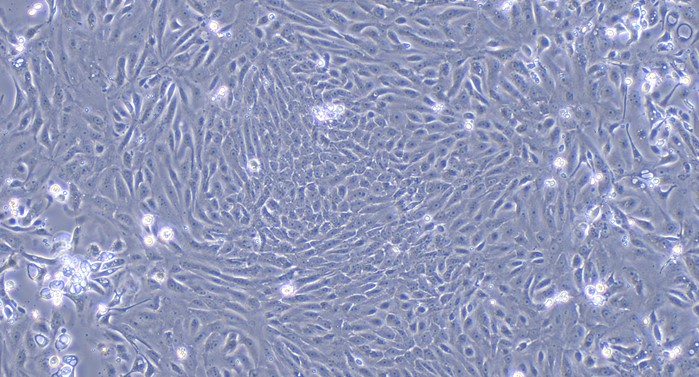 Primary Canine Urothelial Cells (UC)