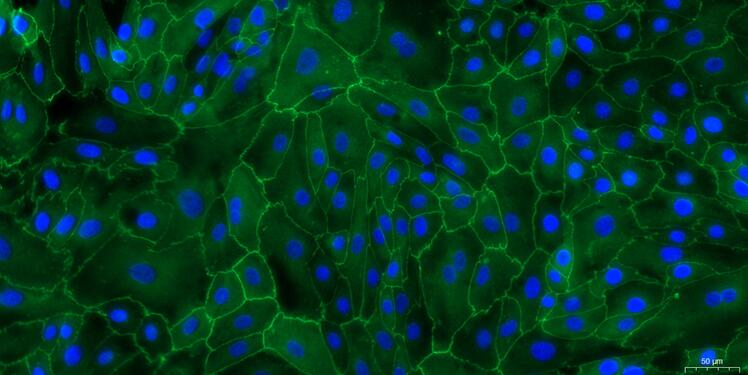 Primary Caprine Urothelial Cells (UC)