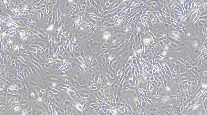 Primary Porcine Urethral Epithelial Cells (UrEC)