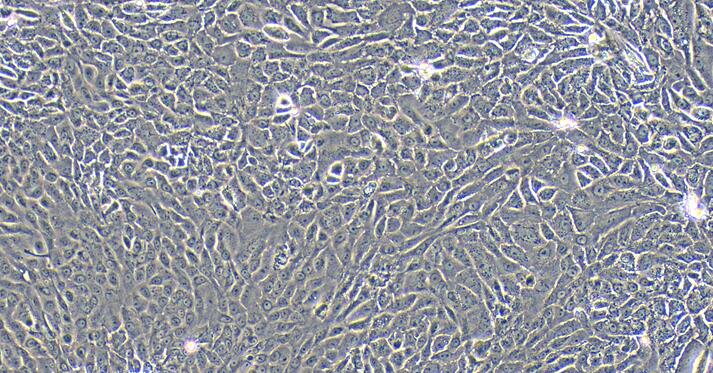 Primary Rat Urothelial Cells (UC)