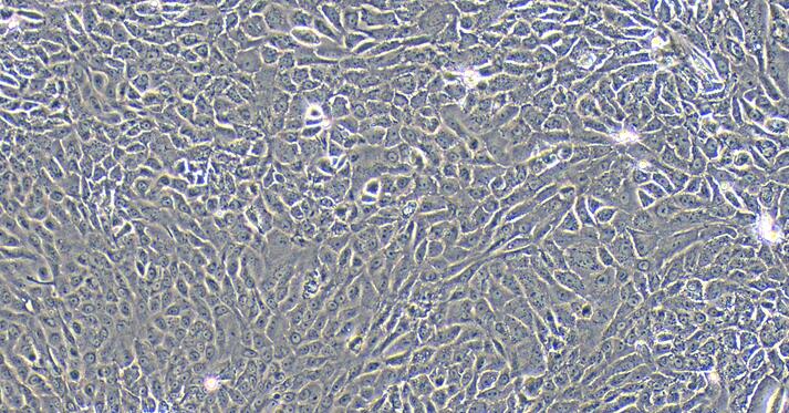 Primary Rat Urethral Epithelial Cells (UrEC)