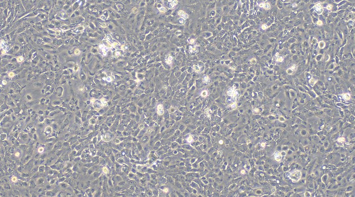Primary Rabbit Urethral Epithelial Cells (UrEC)