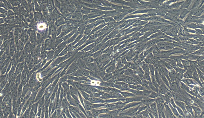 Primary Caprine Bladder Smooth Muscle Cells (BSMC)