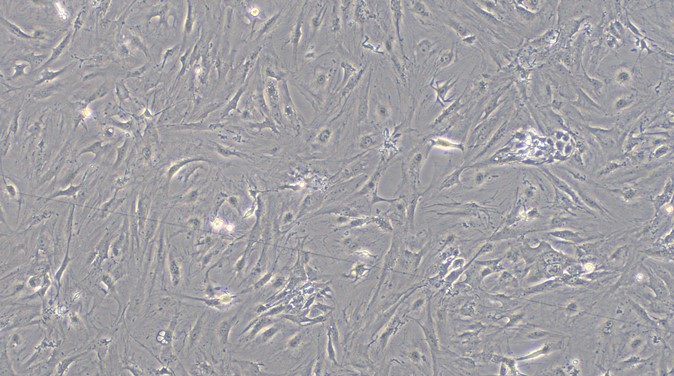 CSI065Mu01.jpg