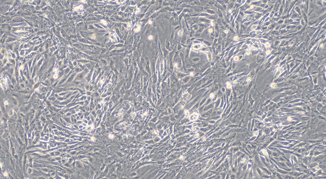 Primary Feline Renal Cortical Epithelial Cells (RCEC)