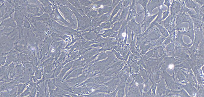 Primary Caprine Tracheal Smooth Muscle Cells (TSMC)