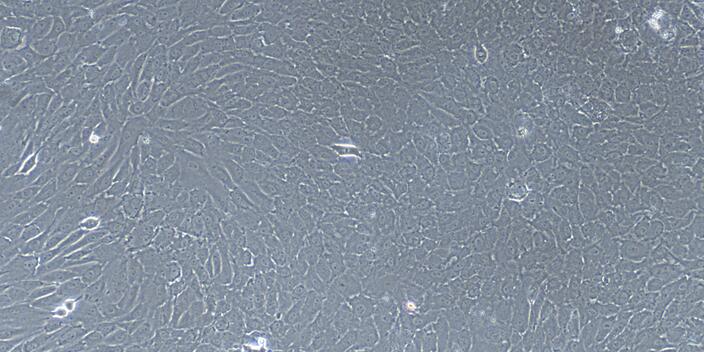 Primary Caprine Tracheal Epithelial Cells (TEC)