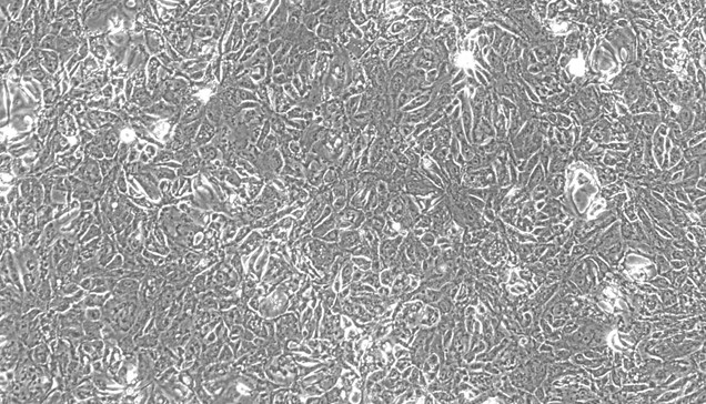 Primary Feline Tracheal Epithelial Cells (TEC)