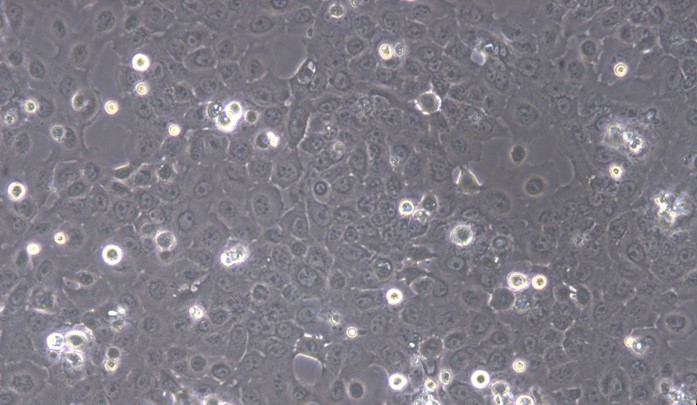 CSI073Gu01.jpg