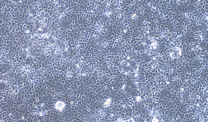 CSI073Ra01.jpg
