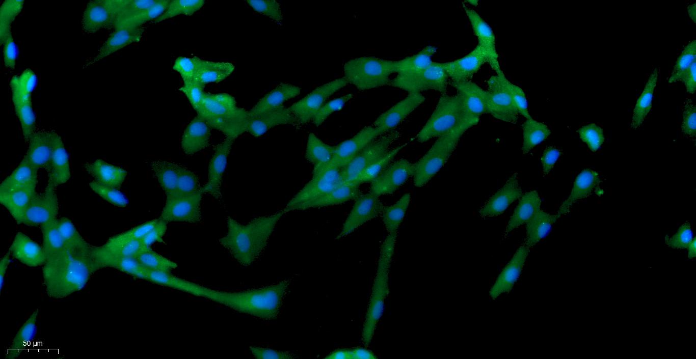 Primary Canine Visceral Preadipocytes (VPA)