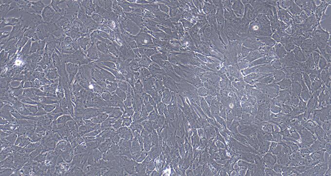 Primary Caprine Visceral Preadipocytes (VPA)