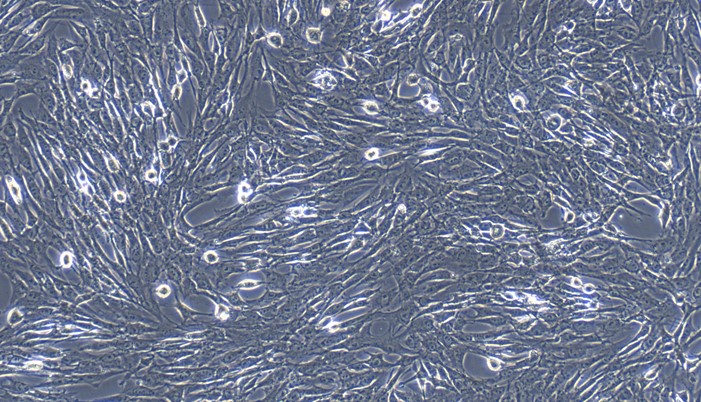 Primary Feline Visceral Preadipocytes (VPA)