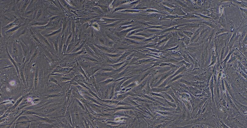 Primary Rabbit Visceral Preadipocytes (VPA)