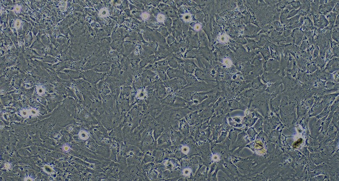 Primary Caprine Bone Marrow-derived Mesenchymal Stem Cells (BMMSCs)