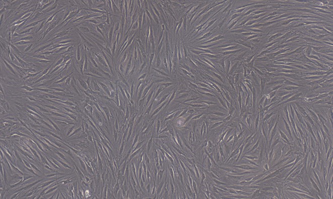 CSI083Fe01.jpg
