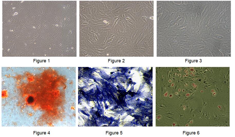 Primary Rat Bone Marrow-derived Mesenchymal Stem Cells (BMMSCs)