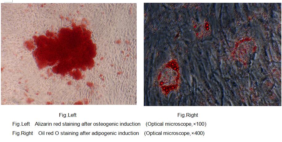 Primary Rabbit Bone Marrow-derived Mesenchymal Stem Cells (BMMSCs)