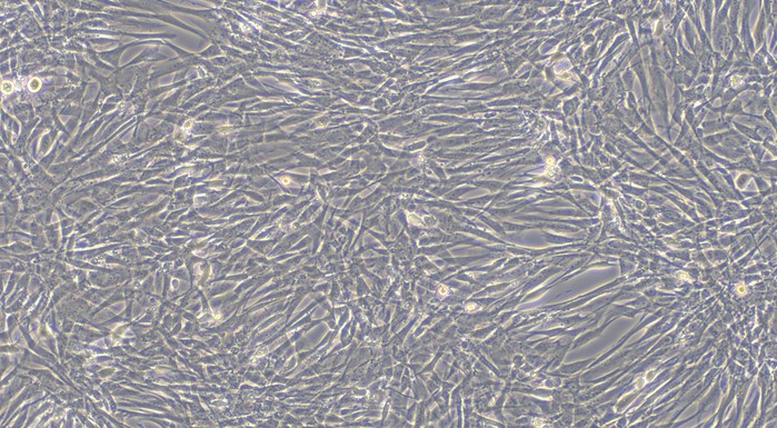CSI086Ca01.jpg