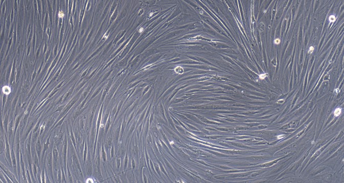 Primary Canine Adult Dermal Fibroblasts (ADF)