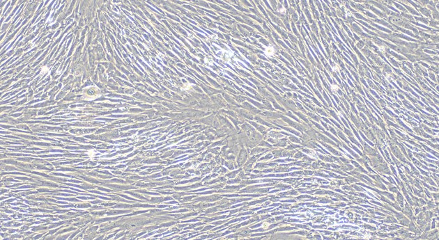 Primary Cavia Adult Dermal Fibroblasts (ADF)