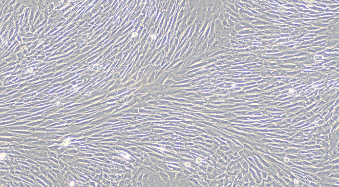CSI087Rb01.jpg