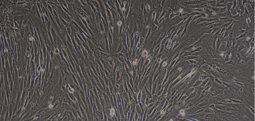 Primary Canine Neonatal Dermal Fibroblasts (NDF)