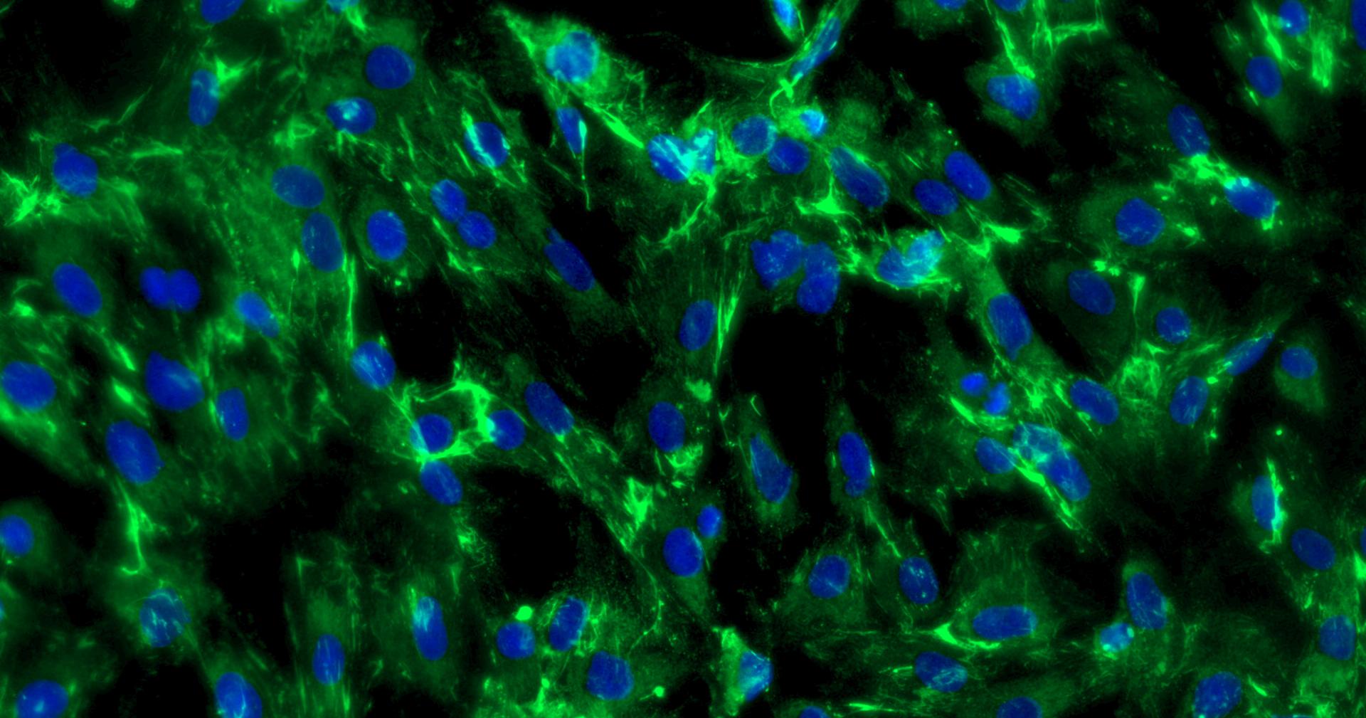 Primary Rat Neonatal Dermal Fibroblasts (NDF)