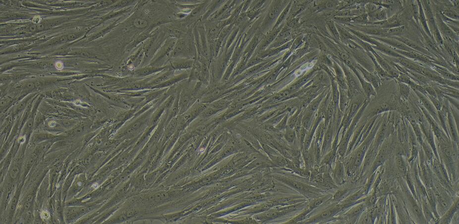 Primary Rabbit Neonatal Dermal Fibroblasts (NDF)