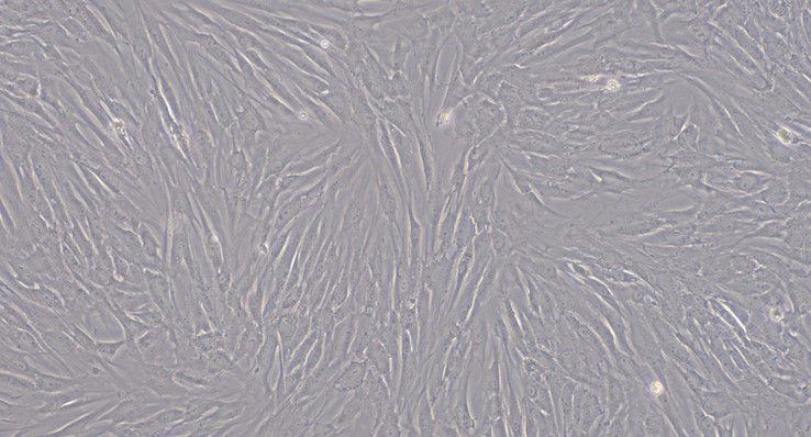 Primary Mouse Periodontal Ligament Fibroblasts (PDLF)